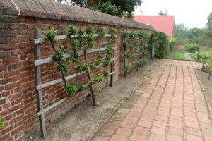 Mount Vernon Gardens