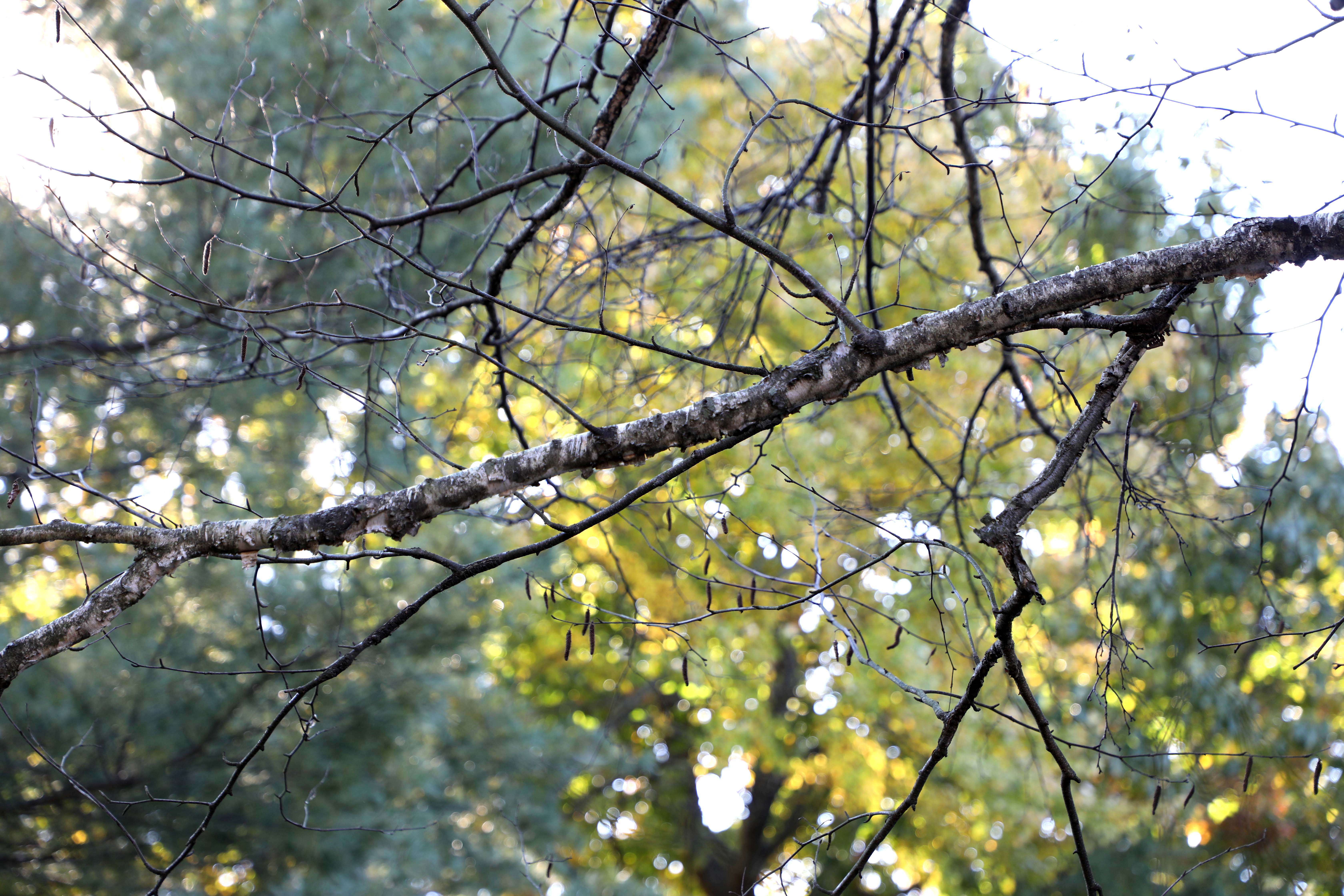 The Branch of Brilliance